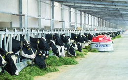 Vinamilk đủ điều kiện xuất khẩu một số sản phẩm sữa vào thị trường Trung Quốc
