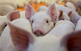 Rabobank: Nhu cầu nhập khẩu thịt lợn của Trung Quốc sẽ tăng cao kỷ lục trong năm 2020