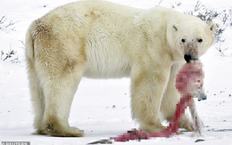 Hết thức ăn do biến đổi khí hậu và hoạt động khai thác của con người, gấu Bắc Cực quay sang ăn thịt đồng loại, gấu mẹ ăn gấu con