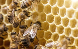 Cách sử dụng keo ong xanh hiệu quả giúp tăng cường sinh lý nam giới