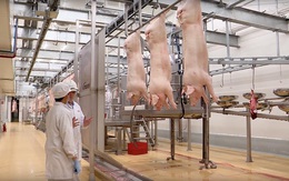 Masan “hiến kế” doanh nghiệp cùng bắt tay giảm giá thịt lợn