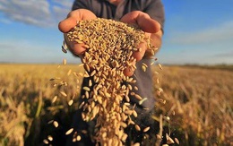 Thị trường gạo từ Châu Á tới Châu Phi căng thẳng do chuỗi cung ứng bị gián đoạn vì Covid-19