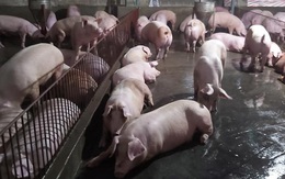 Giá lợn cao đe dọa sự bền vững của doanh nghiệp chăn nuôi