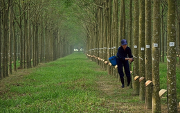 Cao su Thống Nhất đưa hơn 64.000 cây cao su ra thanh lý