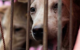 Trung Quốc đang tiến tới cấm hẳn thịt chó