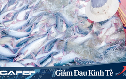 Thủy sản Mekong (AAM): Nguồn thu xuất khẩu giảm, quý 1 báo lãi 666 triệu đồng
