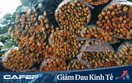 Giá hoa giảm sâu chưa từng có, người trồng phải nhổ bỏ để cắt lỗ