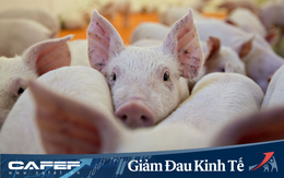 Chuỗi cung ứng thịt lợn Mỹ gián đoạn nghiêm trọng: Người tiêu dùng hoảng loạn tích trữ nhưng nông dân lại tiêu huỷ hàng trăm nghìn con