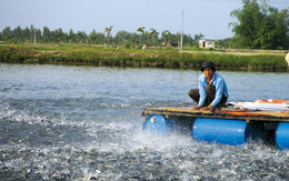 Thủy sản Nam Việt (ANV) báo lãi hơn 43 tỷ đồng quý 1, hoàn thành 22% kế hoạch năm
