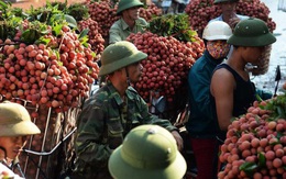 "Nguồn sống" của hàng triệu nông dân Việt Nam gặp khó, làm sao tìm "cơ" trong "nguy"?