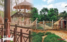 3 vườn thú safari ở Việt Nam: Tận mắt chiêm ngưỡng thế giới hoang dã với giá cực phải chăng, phù hợp với các gia đình có con nhỏ