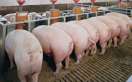 Thị trường thịt lợn "thăng hoa", bầu Đức cũng nhập cuộc?