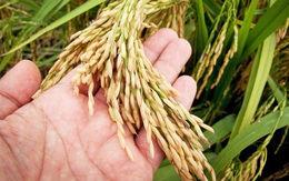 Xuất khẩu gạo tăng mạnh, giá cao nhất trong nhiều năm