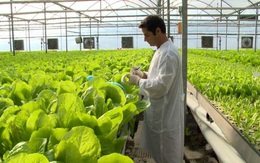 “CNTT không phải là yếu tố cốt lõi của nông nghiệp công nghệ cao”