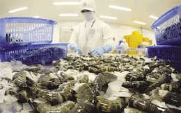 Trung Quốc ngừng bán tôm nhập khẩu của Ecuador do lo ngại SARS-CoV-2