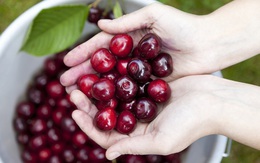 Cảnh nông dân nước ngoài thu hoạch “cơn mưa” cherry trên cây chỉ trong chớp mắt, sang đến Việt Nam được ăn 1 trái cũng khó