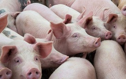 Tiếp tục tăng nhập khẩu thịt lợn và lợn sống để giảm giá thịt lợn