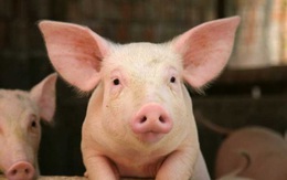 Giá lợn sống được dự báo giảm tiếp trong những tuần tới