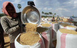 Xuất khẩu gạo của Campuchia tăng mạnh trong 6 tháng đầu năm