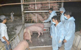 Lợn Thái Lan nhập khẩu chưa đủ để giảm giá thịt trong nước