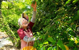 Kỳ lạ nghề hái lá cây giúp "hội chị em cao tuổi" Nhật Bản thu về hơn 50 tỷ đồng/năm!