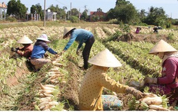 Đồng bào Khmer kiếm thu nhập khá từ trồng củ cải trắng làm xá pấu