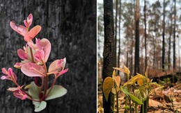 "Phượng hoàng lửa tái sinh từ đống tro tàn": Những mầm sống vươn mình tại nơi hứng chịu sự càn quét của thảm họa cháy rừng