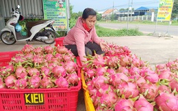 Bình Thuận: Giá thanh long dịp tết ở mức thấp, nông dân buồn lo