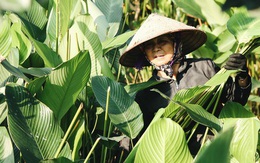 Ảnh: “Thủ phủ” lá dong lớn nhất Hà Nội hối hả thu hoạch vào vụ Tết