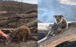 Choáng váng: WWF dự đoán hơn MỘT TỈ sinh vật có thể đã chết vì vụ cháy rừng "đại thảm họa" của Úc, và đó chưa phải con số cuối cùng