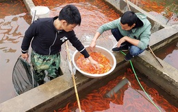 Làng nghề cá chép đỏ Thủy Trầm