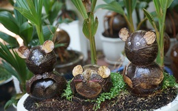 Độc đáo bonsai dừa hình chuột