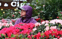 Mặc thời tiết mưa rét, người dân chen chân mua hoa Tết tại chợ hoa lâu đời nhất Hà Nội