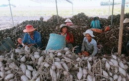 Nông sản Việt "mất đường" sang Trung Quốc vì virus corona