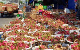 Thanh long rớt giá thảm, người trồng, nhà kho lao đao