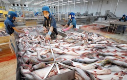 Mỹ điều tra lẩn tránh thuế với tôm, thủy sản Minh Phú bị áp thuế 10%