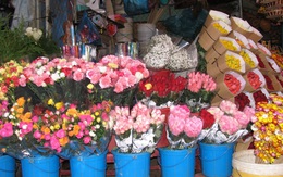 Giá hoa hồng Đà Lạt giảm sốc mùa Valentine