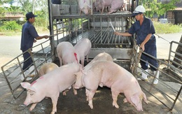 Doanh nghiệp chăn nuôi đồng loạt giảm giá thịt lợn hơi còn 75.000 đồng/kg