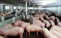 Doanh nghiệp chăn nuôi cam kết hạ giá lợn hơi xuống 70.000 đồng/kg