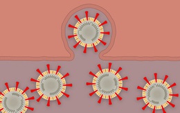 [Infographic] Covid-19 lây nhiễm tế bào phổi như thế nào? Tại sao nó lại nguy hiểm vậy?