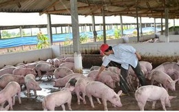 Hết quý 3, giá thịt lợn mới có thể giảm xuống 60.000 đồng/kg lợn hơi