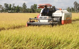 Nông dân ĐBSCL phấn khởi vì lúa Đông Xuân trúng mùa được giá