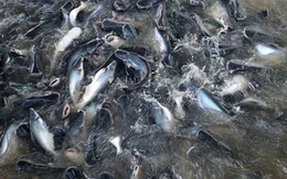 Giá cá tra nguyên liệu giảm sâu