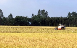 Người trồng lúa Hậu Giang có thu nhập từ 25-50 triệu đồng/ha