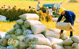 Xuất khẩu 400.000 tấn gạo, vừa 'mở' đã hết, doanh nghiệp kêu trời!