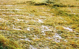 Nông dân Huế bất lực nhìn hàng nghìn hecta lúa chín chìm trong nước