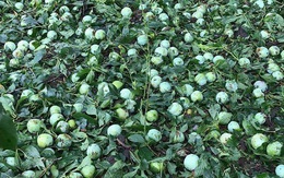 Người trồng hoa quả tỉnh Sơn La thất thu do mưa đá, gió lốc