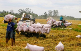 Giá lúa tại ĐBSCL tăng sau khi xuất khẩu gạo bình thường trở lại