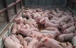 Nguồn hàng khan hiếm, giá lợn giống tăng kỷ lục
