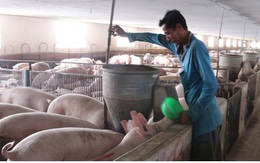 Bộ Nông nghiệp: Tiếp tục nhập khẩu lợn giống để phục vụ tái đàn
